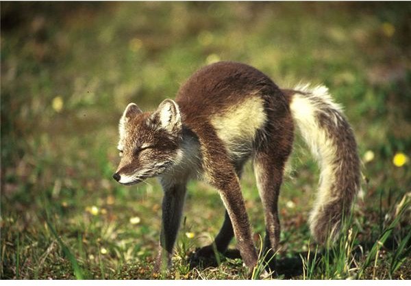 800px-Alopex lagopus stretching