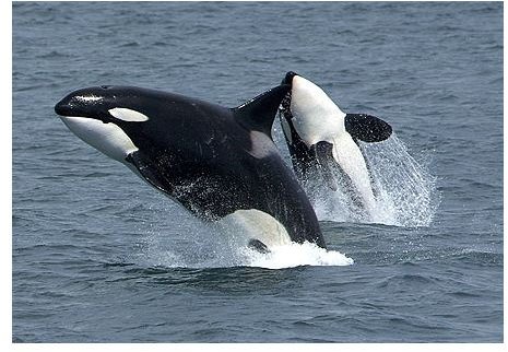 Orca Whale Facts: Learn about this Amazing Killer Whale