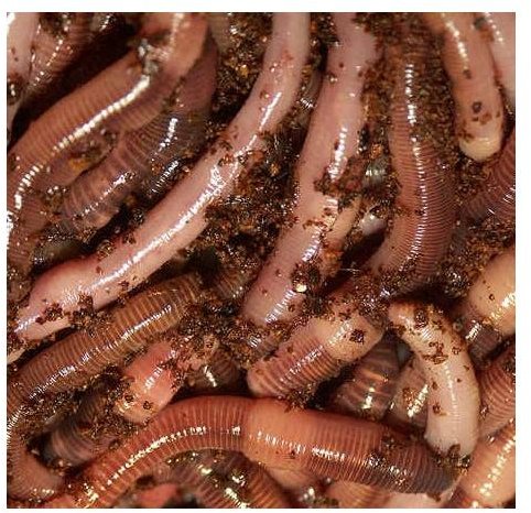 What Does a Computer Worm Do to Your Computer: How they Infect, Spread and the Potential Damage to Your System