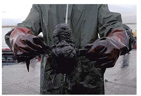 prestige oil spill victim