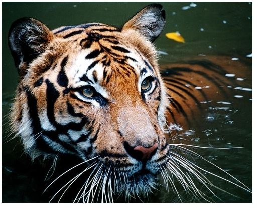 Unusual Tiger Facts: Learn About this Beautiful Creature