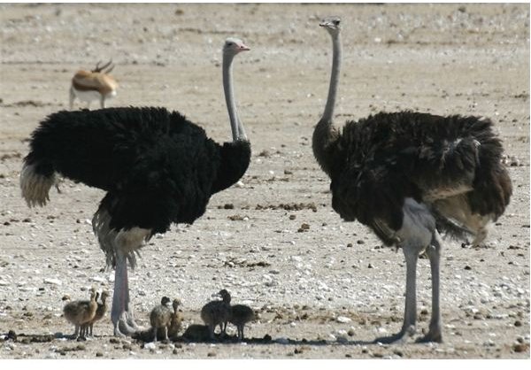 Ostriches with Babies