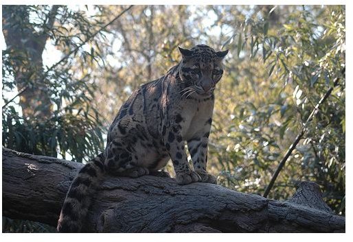 Why are Clouded Leopards Endangered? Learn the Environmental Threats to the Species