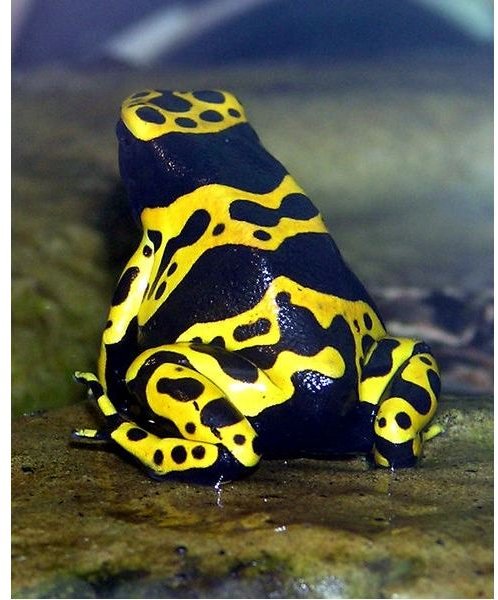 Dendrobates leucomelas (yellow-banded poison dart frog)