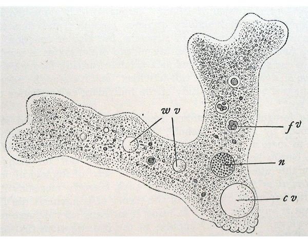 What Does an Amoeba Eat? Plus other Ameoba Info and Questions