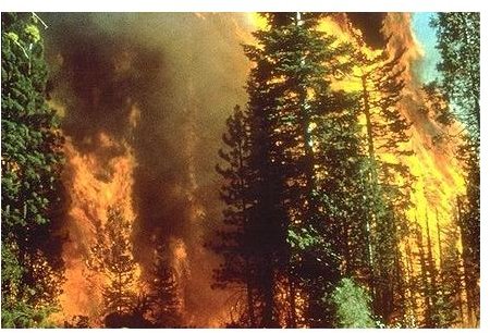 Effects of Wildfires on Human Health:  Air Pollution Caused by Wildfires