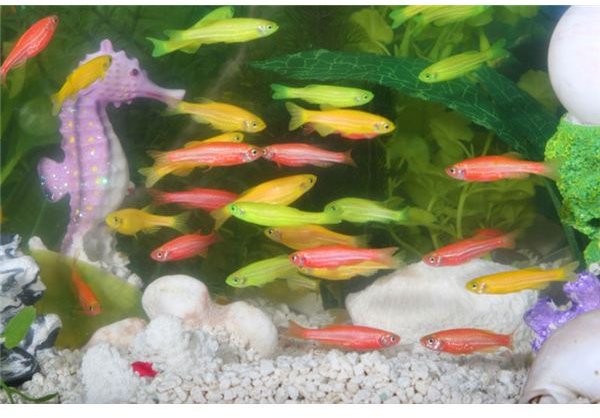 Genetic Engineering in Animals: Meet GloFish, the First Genetically Engineered Pets