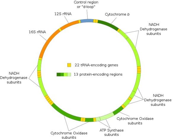 Mitochondrial DNA - image released under GNU Free Documentation License