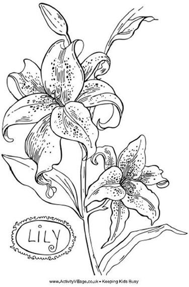 Lily Coloring Sheet