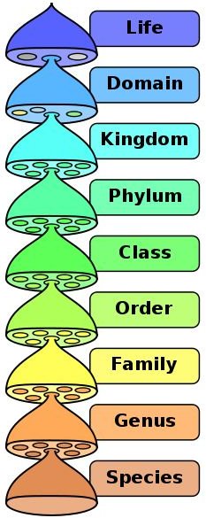 Biological Classification System