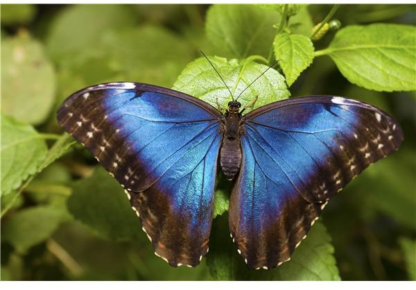 Life Cycles for Preschool Kids - Frogs, Butterflies, Chicks, and Plants