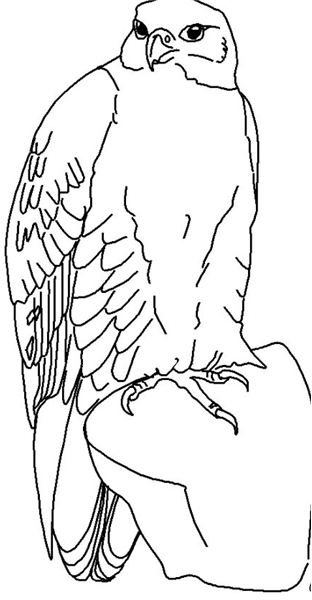 Falcon Coloring Sheet