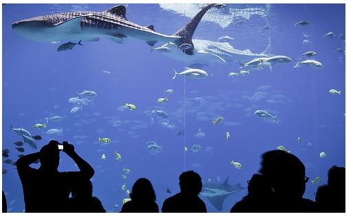 A Study on the World's Biggest Fish: The Whale Shark