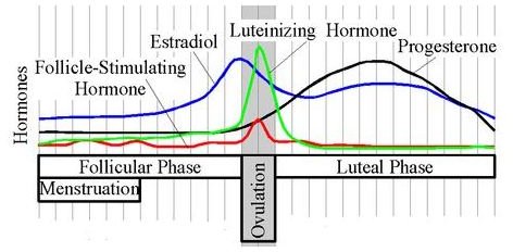 How Do Ovulation Tests Work?