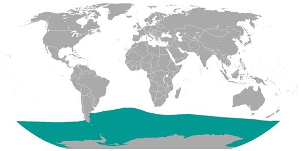 Interesting Southern Elephant Seal Facts