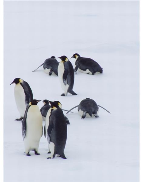 Poetry Lesson Plan for Celebrating World Penguin Day