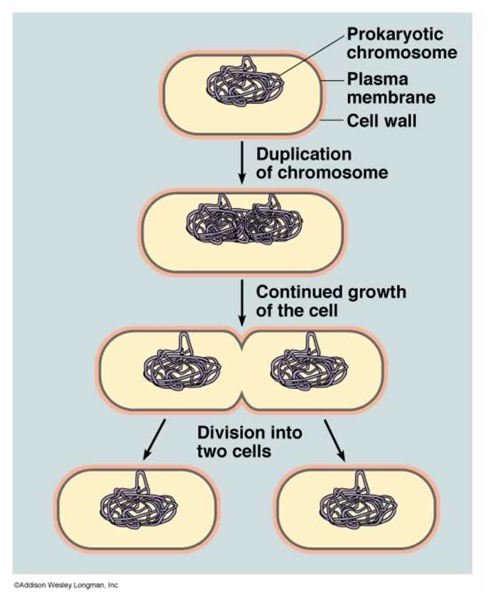 Cell division in bacteria by binary fission
