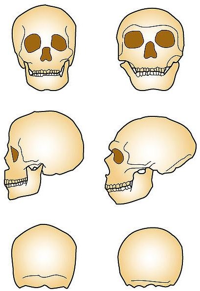 Neanderthal vs. Sapiens Skulls