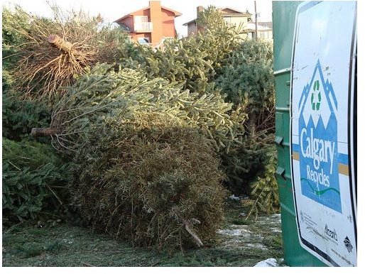 Christmas Tree Recycling: Find Out How to Recycle Your Tree This Holiday