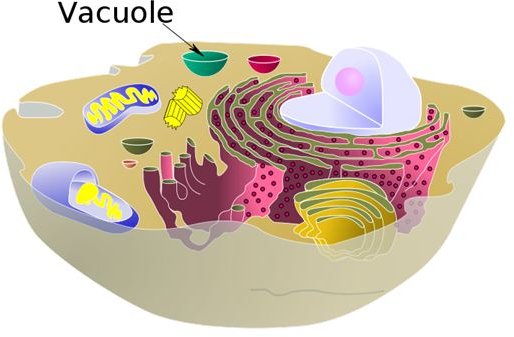 Jobs of a vacuole in animal cells