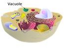 What Good is a Vacuole? What Does a Vacuole Do?