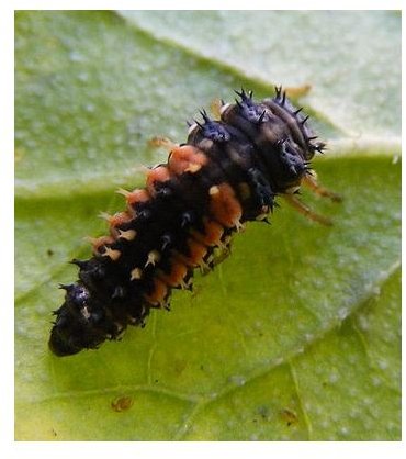 Larvae of a Ladybug