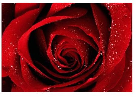 rose-backgrounds-red-rose-with-waterdrops