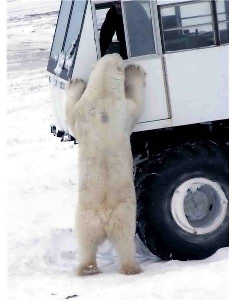 Tundra Buggies