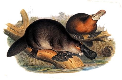 Duckbill Platypus Information: Find Fun & Interesting Platypus Facts