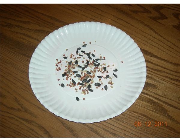 bird seed collage