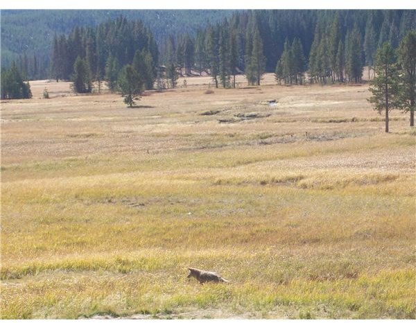 Yellowstone in October 039