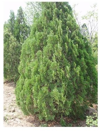 resized arborvitae.fanshong.ccsa30.wikimedia.org