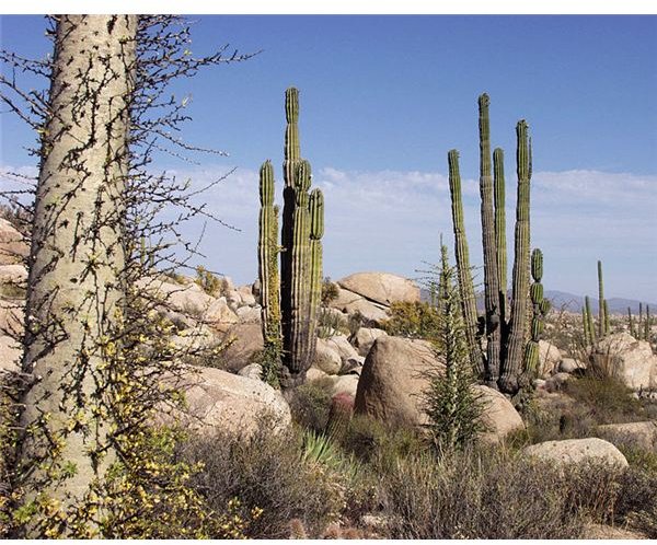 Baja California Desert