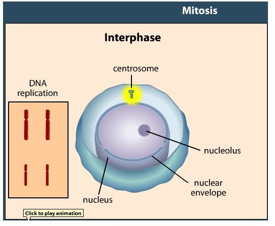 Mitosis Activities for Your Middle School Science Classroom