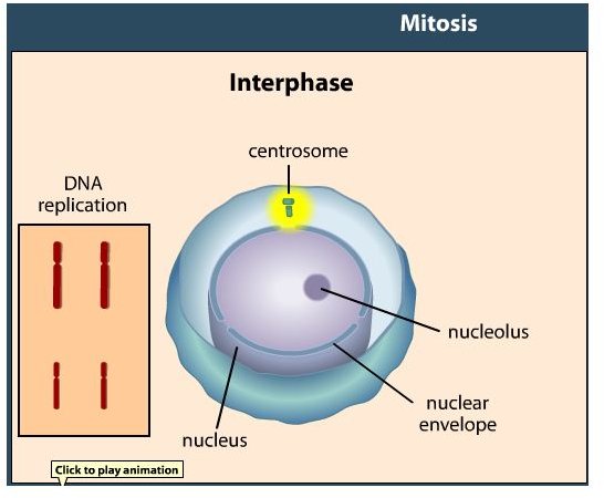 Cell Cycles: Three Engaging Activities for the Classroom