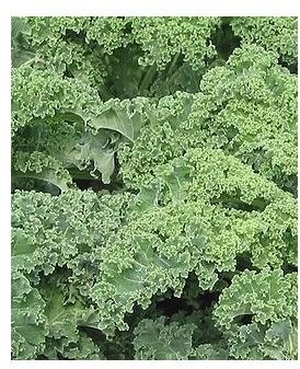 Health Benefits of Kale | Kale Juice Recipes
