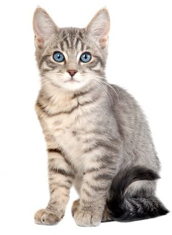 blue eyed tabby kitten