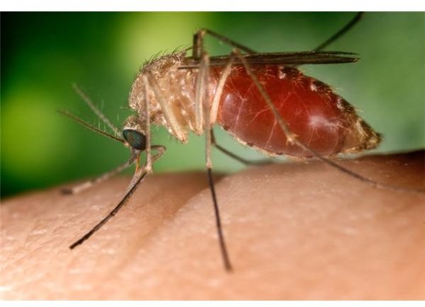 Mosquitoes transmit West Nile virus to humans