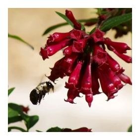 Treating Bee Stings: Learn how to Treat and Prevent Bee Stings