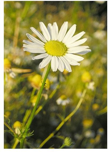 Chamomile Is Good for Dry Hair