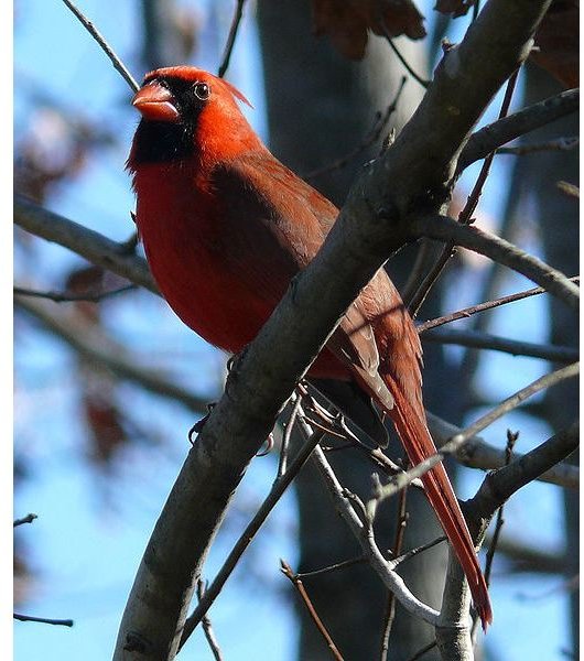 Northern About the Northern Cardinal: Interesting Facts