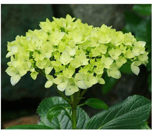 Hydrangea Herb Medicinal Benefits