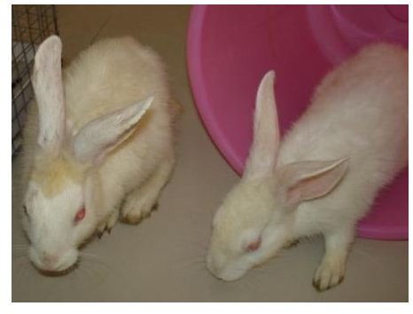 Rabbit Adaptations to Fit them For Survival