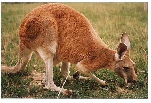 Red Kangaroo