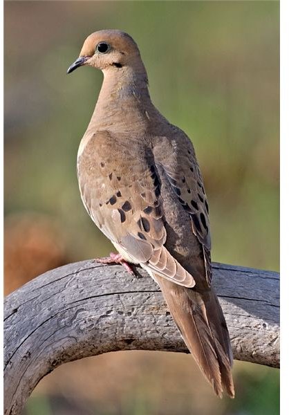 An Examination of Mourning Dove Symbolism