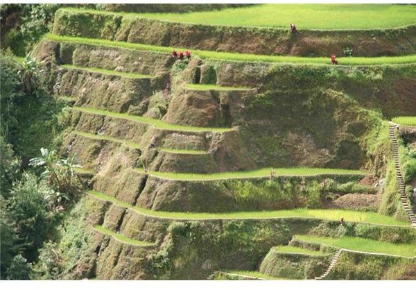 800px-Banaue Rice Terrace Close Up (3)