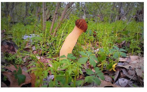 How to Identify and Prepare Edible Wild Mushrooms