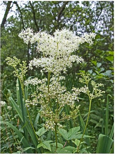 The Healing Benefits of Meadowsweet Herbs