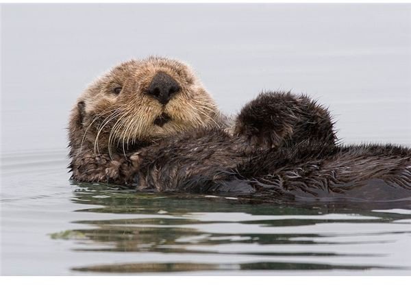 Sea Otter Information: Find Fun Facts About this Adorable Otter