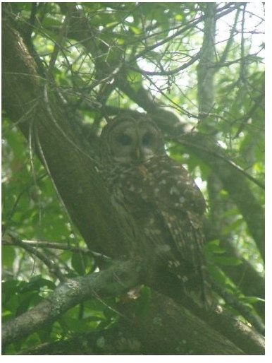 owl (using digital zoom)